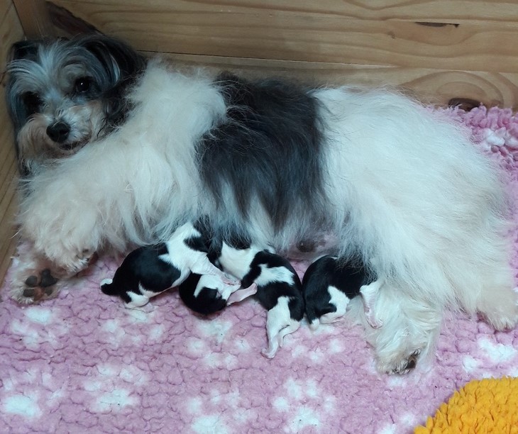 Hermione et ses bébés au 1er jour