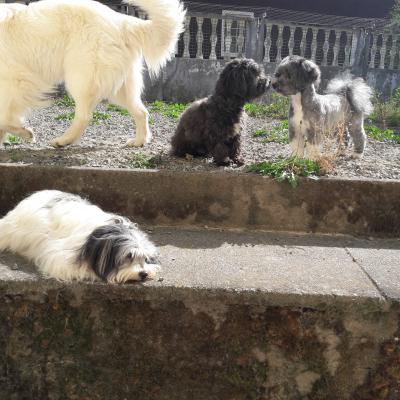 Chiots Hermione et Légo de la Tour de Senlis 11 août 2019