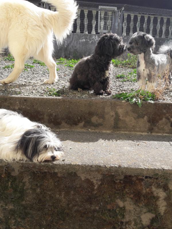 Chiots Hermione et Légo de la Tour de Senlis 11 août 2019