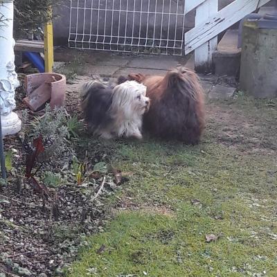 chiots Jow/O'malley du 29.02.2020