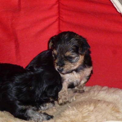 chiots Jowil Augara/Nouki de la Vallée du Rêve