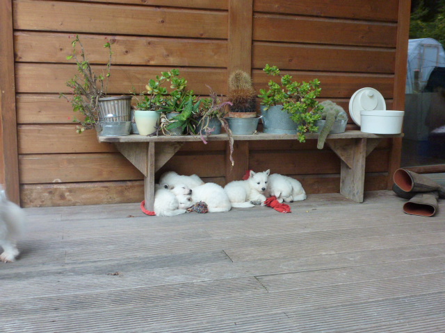 la sieste sous les cactus