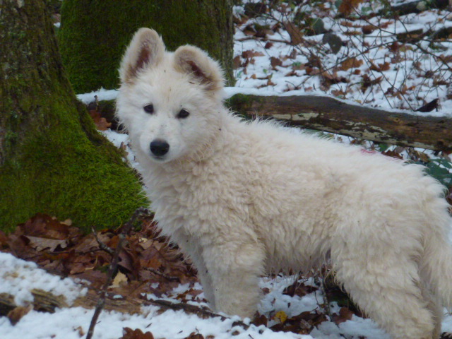 trop bien la neige!