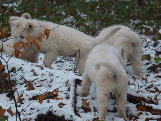 trop bien la neige!