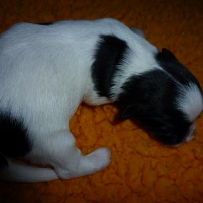 Jow/Légo chiots du 23 mai 2018
