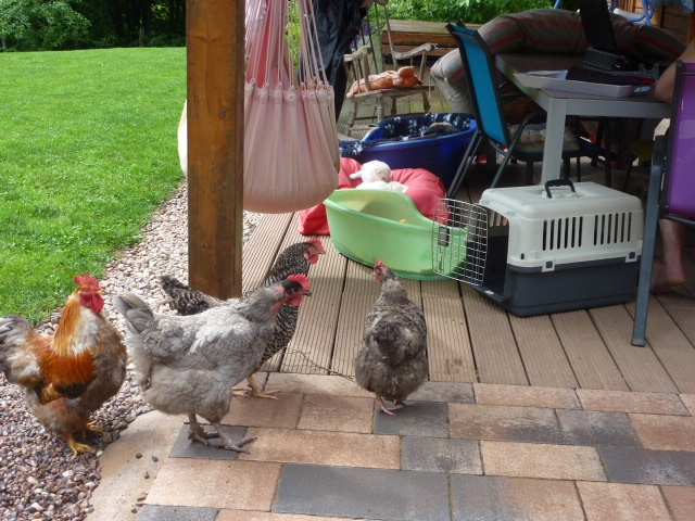 les poules aussi aux abrits!