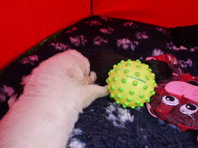 séance camping avec les bichons