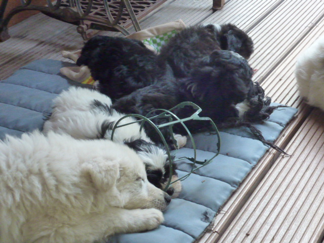 Olaf surveille les bébés bichons