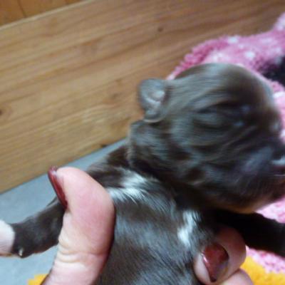mâle choco 1sem